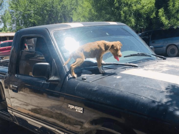 Abandonan perros dentro de camioneta Abandonan perros dentro de camioneta