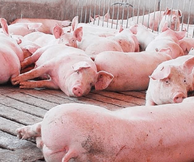 México refuerza medidas de sanidad ante caso de peste porcina
