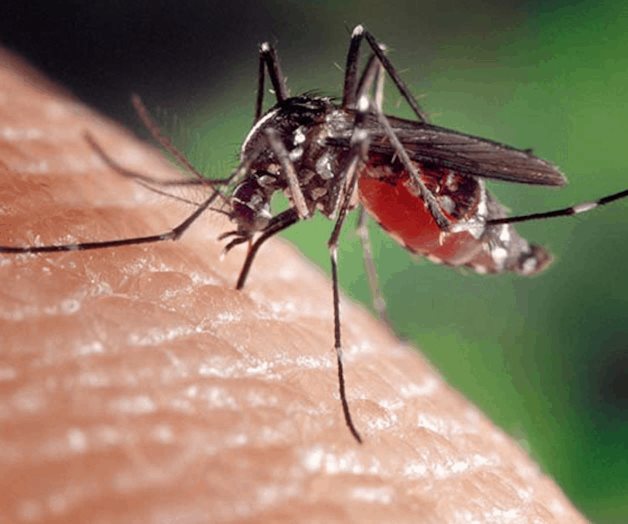 Por si faltaba algo... ¡llega virus del Nilo! Por si faltaba algo... ¡llega virus del Nilo!