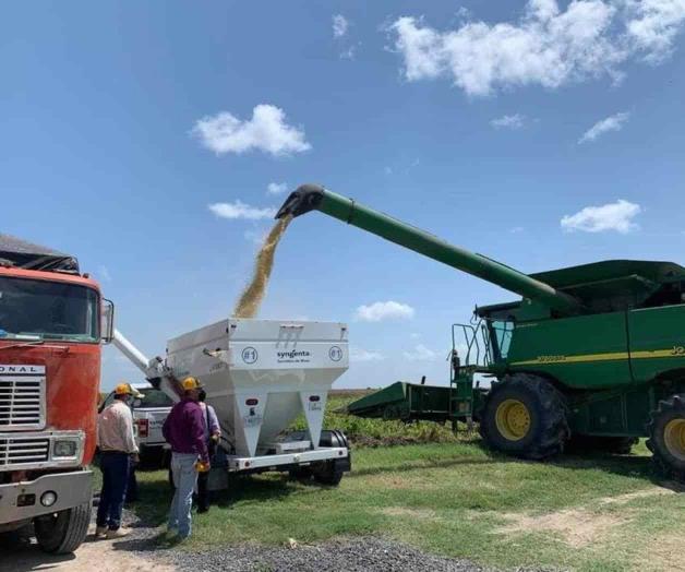 Inicia cosecha de maíz