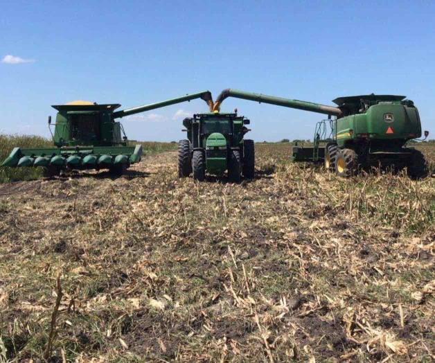 Arranca cosecha del maíz y rinde seis toneladas, esperaban más Arranca cosecha del maíz y rinde seis toneladas, esperaban más