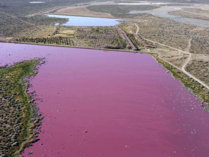 Alerta a los ambientalistas el color rosa de laguna Alerta a los ambientalistas el color rosa de laguna