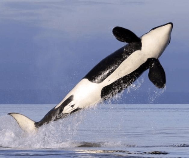 EEUU amplía protecciones al hábitat de las orcas del sur