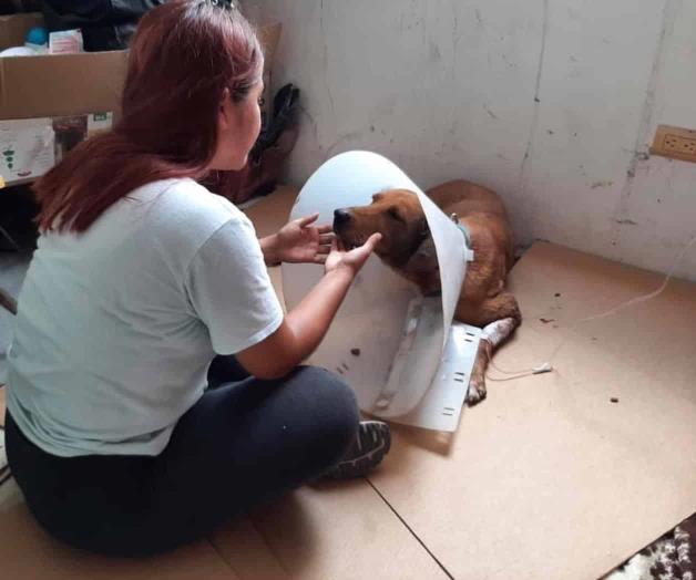 Atacan a mascota, ahora fue un pitbull Atacan a mascota, ahora fue un pitbull
