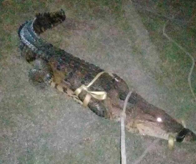 Crea terror cocodrilo en patio de vivienda