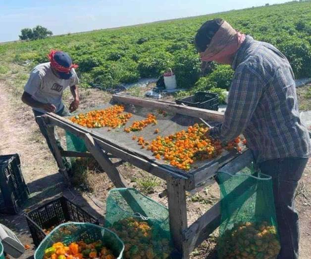 Van productores por cultivos alternativos