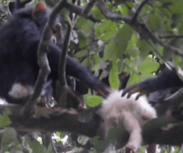 El brutal asesinato de una cría albina muestra la cruda realidad de los infanticidios entre chimpancés