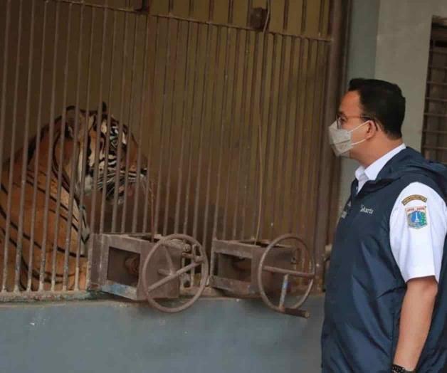 Dos tigres de Sumatra se recuperan tras enfermar de COVID Dos tigres de Sumatra se recuperan tras enfermar de COVID