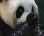 Nacen dos crías de panda gigante en Francia