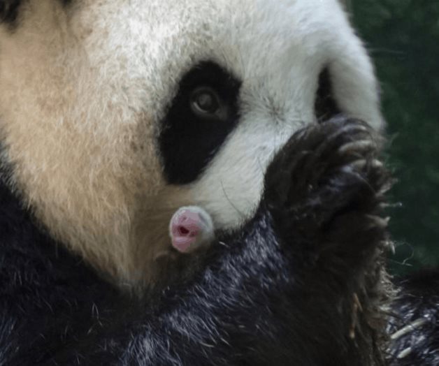 Nacen dos crías de panda gigante en Francia