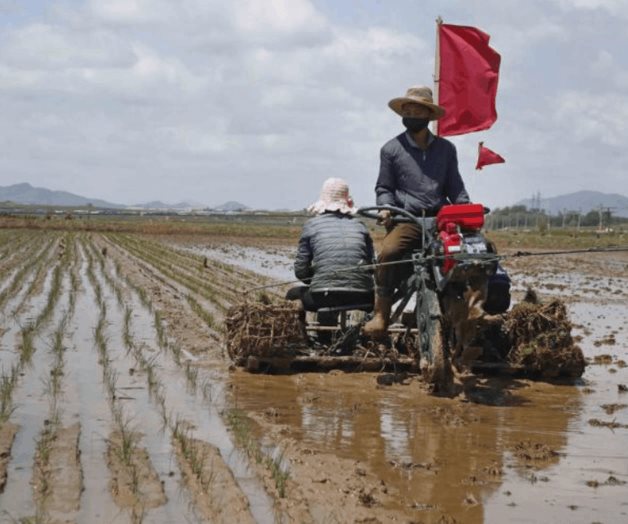 Seúl: Corea del Norte libera reservas de arroz por escasez