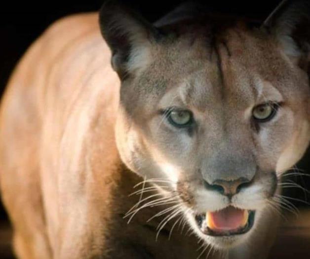 Niño mazateco muere tras ser atacado por un puma en Oaxaca