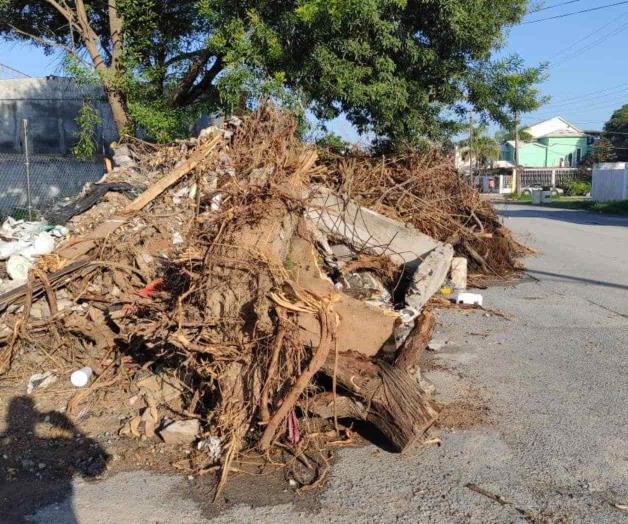 Talan árboles en zona urbana Talan árboles en zona urbana