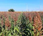 Levantan más de 500 mil toneladas de sorgo