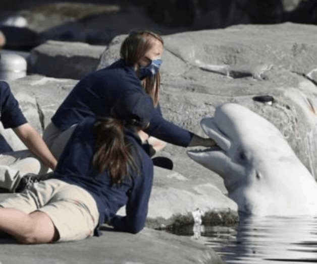 Muere ballena beluga que fue enviada de Canadá a Connecticut