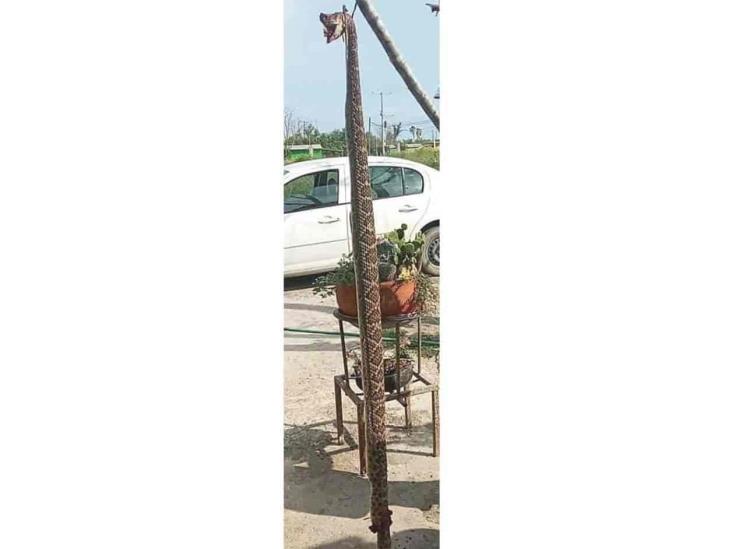 Alertan por presencia de víboras Alertan por presencia de víboras