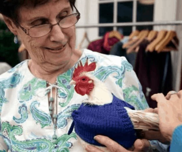 ¿Perros de mascotas? No, mejor gallinas