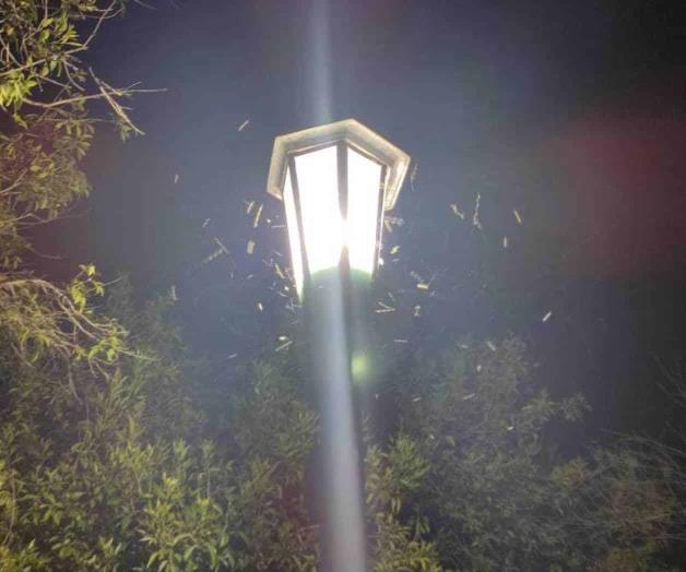 Sin muertes por dengue Sin muertes por dengue