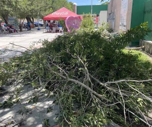 Dejan su ramerío Dejan su ramerío