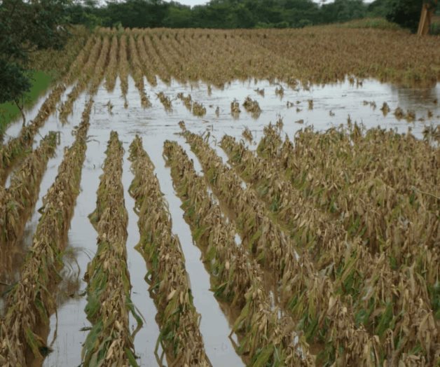 Dejan lluvias atrás sequía