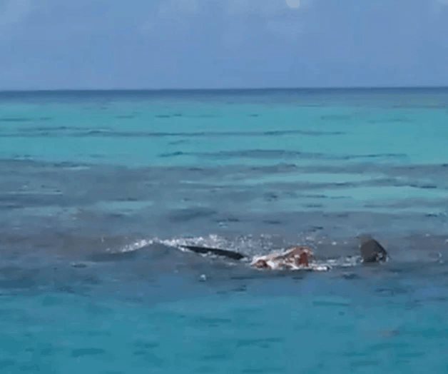 Tiburones devoran e impiden rescate de un cadáver en Isla Alacranes