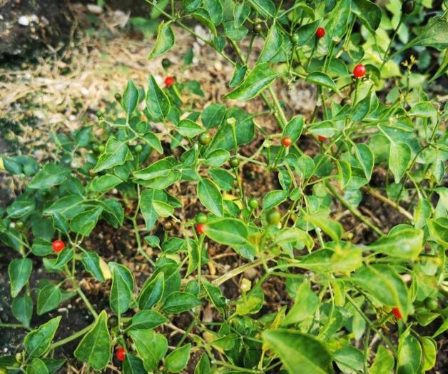 Benefician lluvias floración y crecimiento de chile piquín