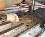 Capturan un cocodrilo