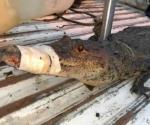 Capturan un cocodrilo al interior de una casa