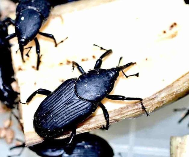 Feromonas antiplagas