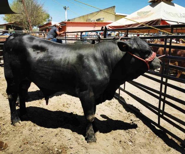 Subastan cabezas de ganado bovino Subastan cabezas de ganado bovino