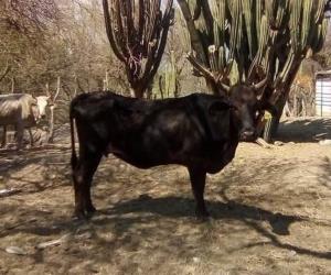 Mueren 30 reses de rabia paralítica tras ataques de murciélagos