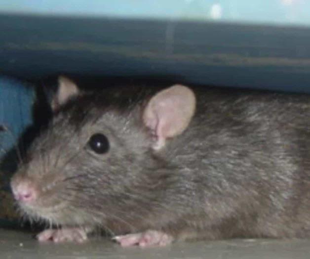 Roedores gigantes invaden exclusivo barrio de Buenos Aires