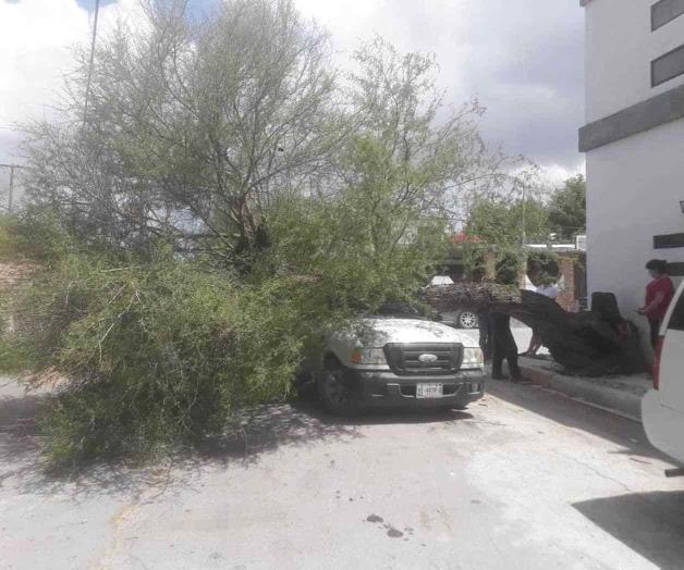 Se desploma árbol sobre camioneta