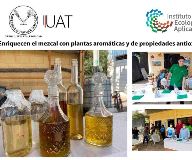 Enriquecen el mezcal con plantas aromáticas
