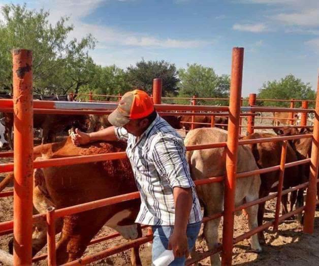 Atraparán murciélagos que atacan el ganado