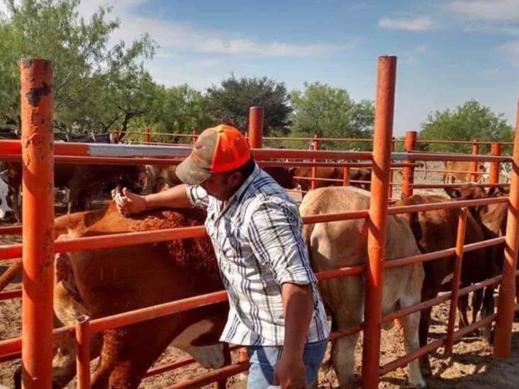 Atraparán murciélagos que atacan el ganado Atraparán murciélagos que atacan el ganado