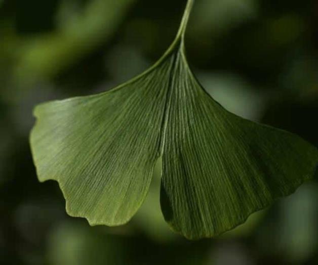 Hojas fósiles revelan clima en la era de los dinosaurios