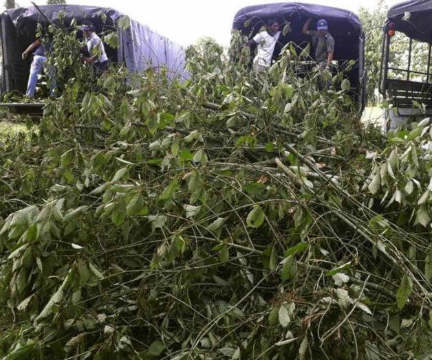 Tailandia legaliza analgésico de origen vegetal kratom