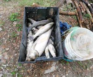 Capturan grandes cantidades de peces en el río Pánuco