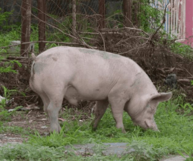 Ambientalistas argentinos contra acuerdo porcino con China