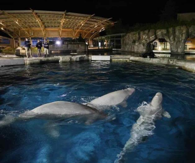 Acuario: Se enferma segunda beluga llevada de Canadá a EEUU