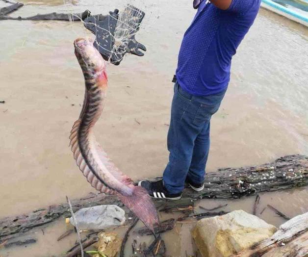 Capturan extraño pez del Amazonas