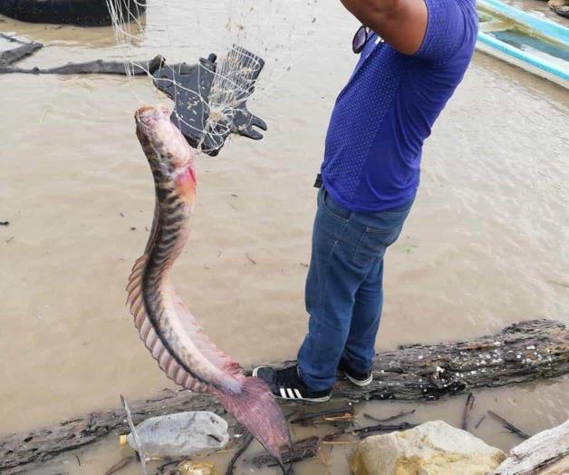 Capturan extraño pez en río Pánuco