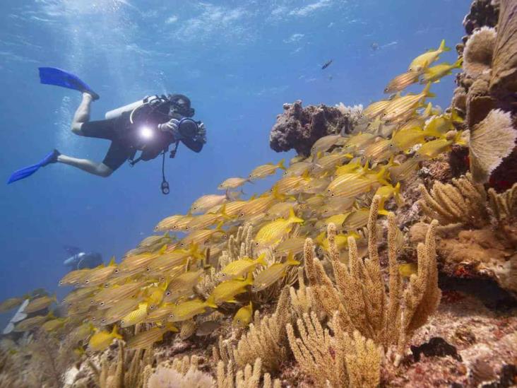 El Caribe mexicano, en riesgo por las cremas solares El Caribe mexicano, en riesgo por las cremas solares