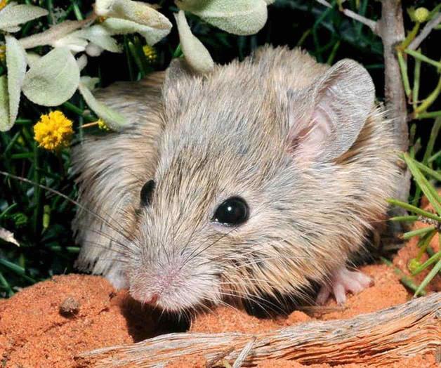 Así es el ‘efecto Lázaro’: especies que resurgen tras un siglo desaparecidas