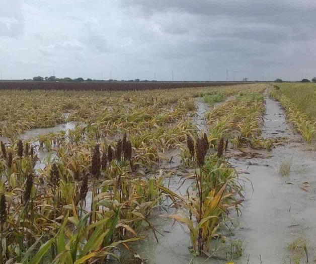 Ensombreció clima la cosecha de sorgo