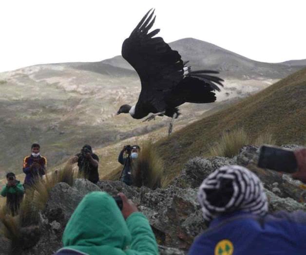 Aves de presa, en declive por pérdida de hábitat