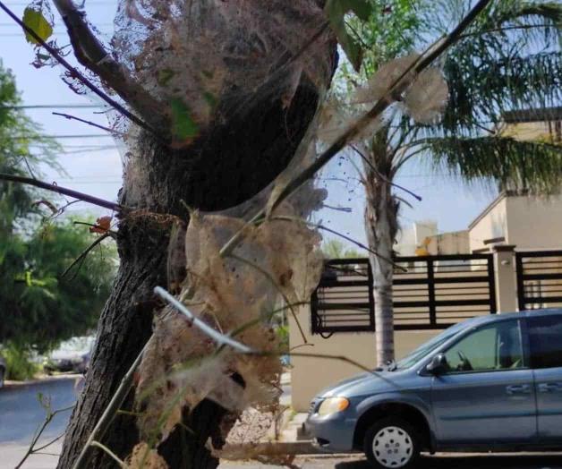 Invade plaga de gusanos ‘pulga’ de El Riel