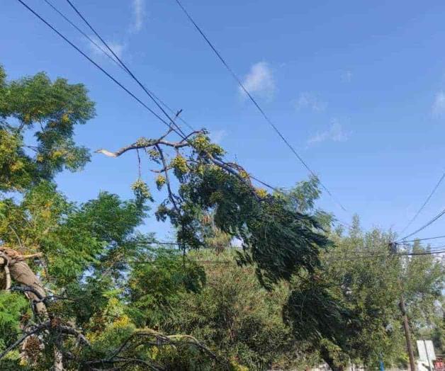 Tumba árbol servicios de internet y telefonía
