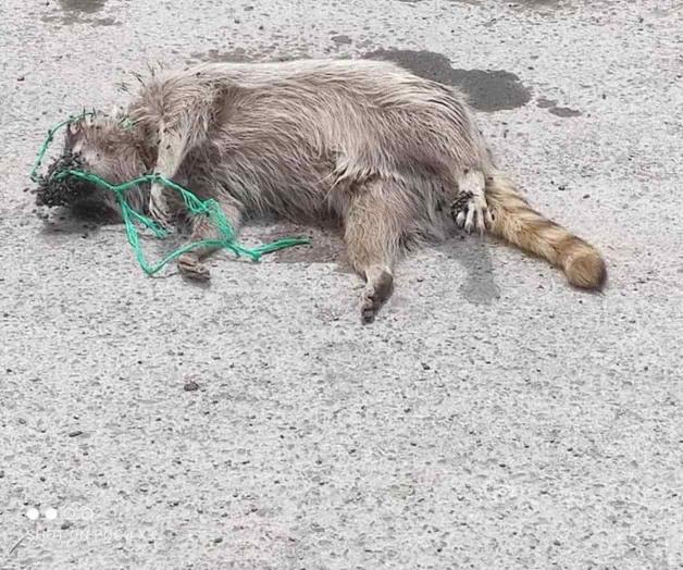 Entrenan con los animales; cometen crímenes